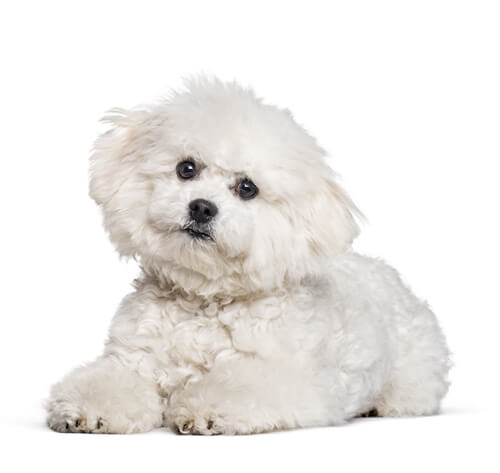 Bichon mix hot sale dog